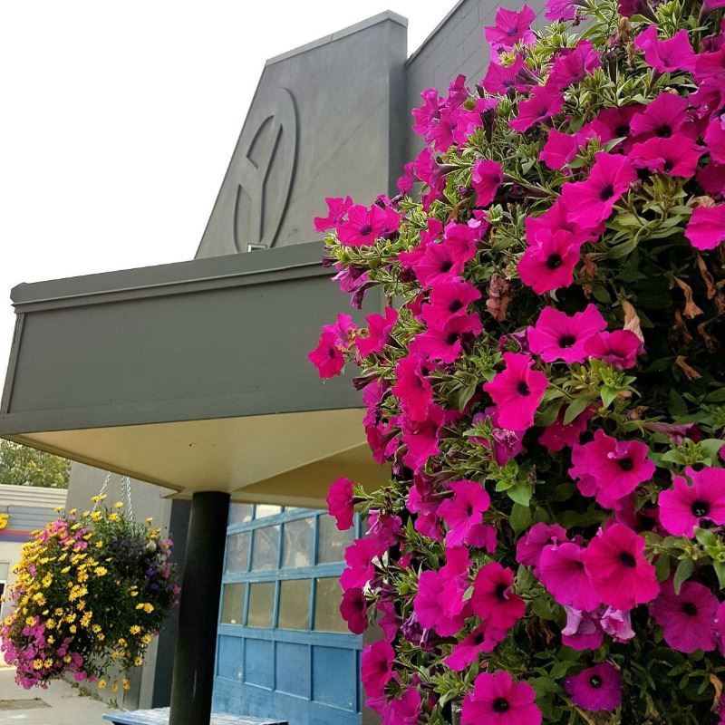 Outside and flowers-2017