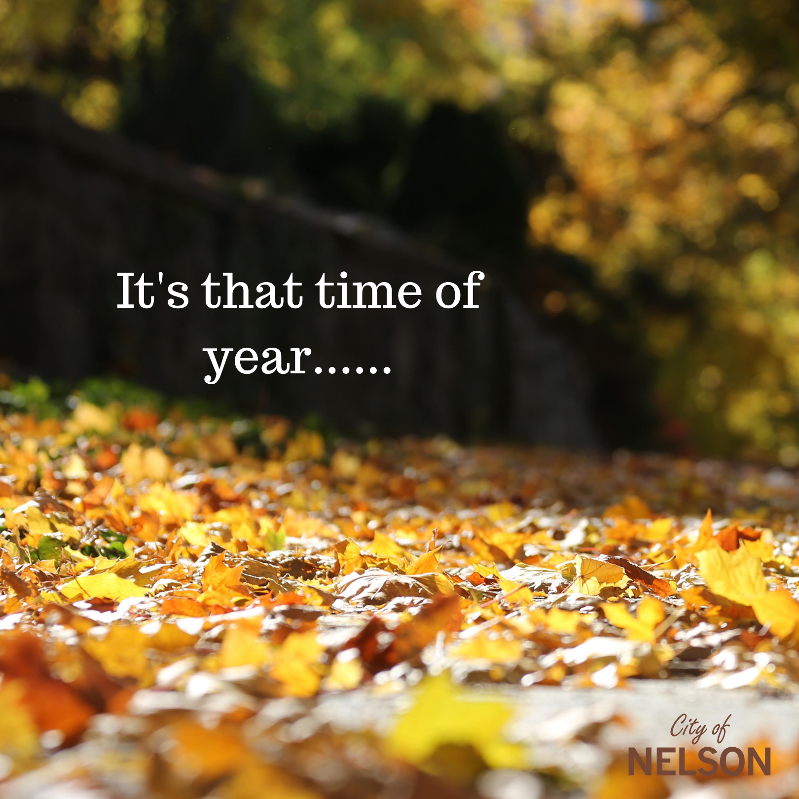 Copy of Leaf Removal (1)