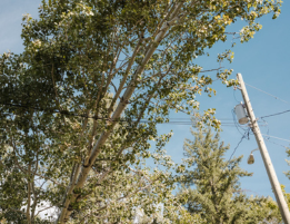 Planting Near Powerlines