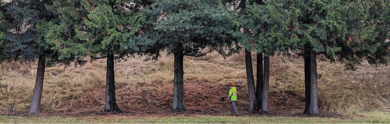 image showing conifer trees with lower branched removed